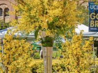 186  15th Annual Celebration of Nowruz at UCLA