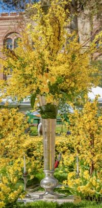 186  15th Annual Celebration of Nowruz at UCLA