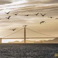 24 Voices Unveiled SF