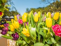 9th annual celebration of nowruz in los angeles 027