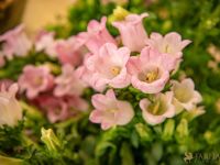 19 Grande Haft Sin 2026 Westfield Century City