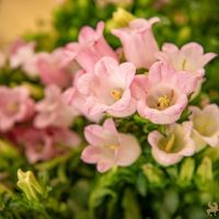 19 Grande Haft Sin 2026 Westfield Century City