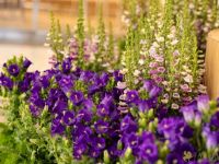 30 Grande Haft Sin 2026 Westfield Century City