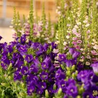 30 Grande Haft Sin 2026 Westfield Century City