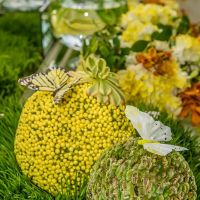 nowruz celebrations orange county 2017 005 nowruz celebrations orange county 2017 005